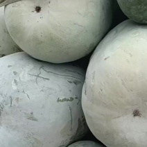 河南许昌万亩果蔬基地优质各品种冬瓜大量供应！大量需求老板