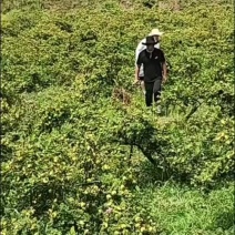 刺梨种植基地3公分以上一斤也是批发价格