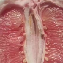 三红柚