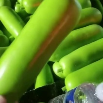 精品瓠子