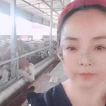 优质西门塔尔公母牛犊/公牛犊/母牛犊