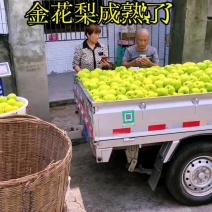 金花梨成熟了