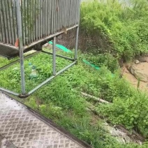 唐山原坑生口鲤鱼