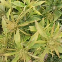 二年生白术鲜货