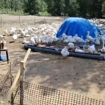 皖蒲大鹅