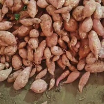 《精选》湖北龙九养殖薯，电商工厂货，大甩卖毛毛一斤