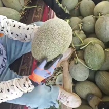 哈密瓜