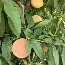 永连蜜桃大量上市中有需要老板联系我千亩桃园
