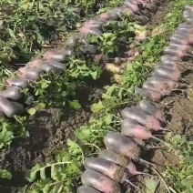 冰激凌萝卜冰淇淋水果萝卜诚信合作欢迎来电咨询