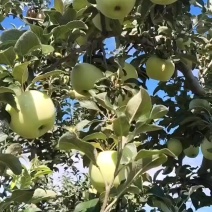 秦艳萍果70起步