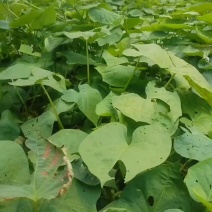 红薯杆