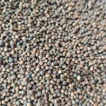 越南黑胡椒长期大量批发云南黑胡椒颗粒均匀量大价优惠