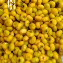贵州刺梨