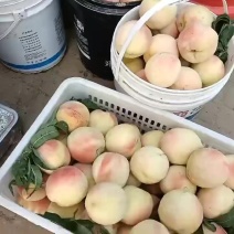 永连蜜桃大量上市有需要老板联系我代发，代收，电商，超市，