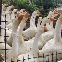 浙东大白鹅