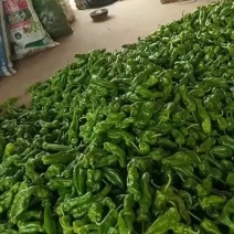 安徽亳州薄皮辣椒产地直供