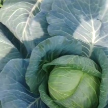 包包菜