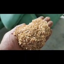 漂亮干净的压缩稻壳需要的老板安排