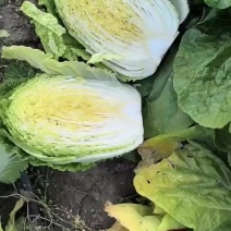 东北大白菜马上上市需要的联系