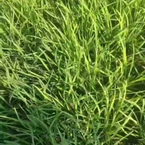 韭菜