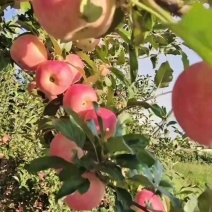 洛川早熟嘎啦苹果大量上市