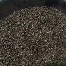 出售鲜紫穗槐花种子