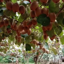 绿心海沃