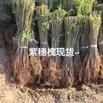 紫穗槐