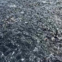 广西网箱鲤鱼