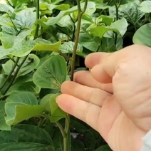 新苗优价优品1.8通通需要种植欢迎光临