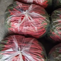 精品红线椒，一级货