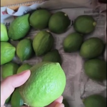 广东香水柠檬