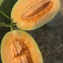 哈密瓜