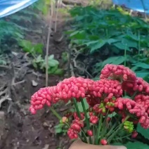 柱参参籽