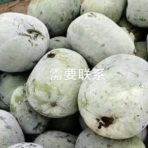 精品一串零小冬瓜