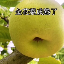 金花梨