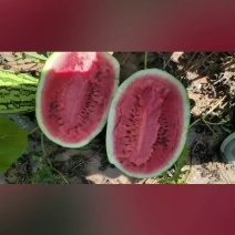 金花一号