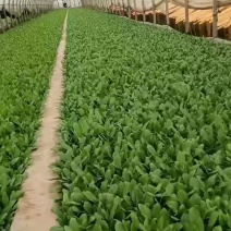 油麦菜苗，品质好成活率高