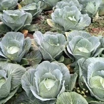 脆包包菜