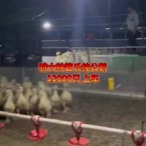 大金花脱温鹅苗10到15天疫苗齐全成活率高