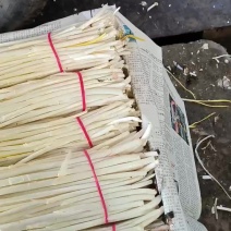 精品小把蒜黄，产地直供