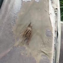 周口市沈丘县赵德营镇，白术基地，一百三十亩白术代售。