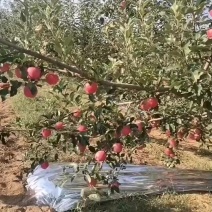 陕西省延安市洛川红嘎啦应季新苹果！脆甜多汁！