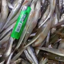 船丁鱼