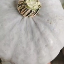 陕北银栗南瓜大量上市，颜色正，粉度好