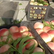 永连蜜桃大量上市中有需要老板联系我千亩桃园基地