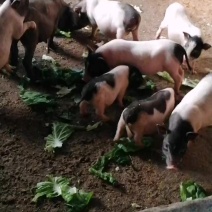 巴马小香猪，耐粗食，好养，肉质好，，