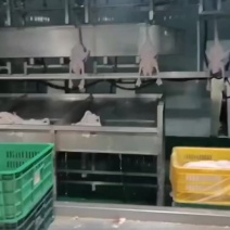广东黑棕鹅，光鹅