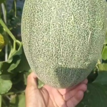 精品哈密瓜