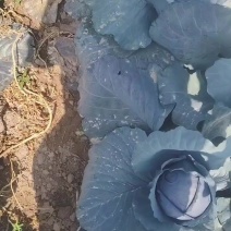 紫甘兰